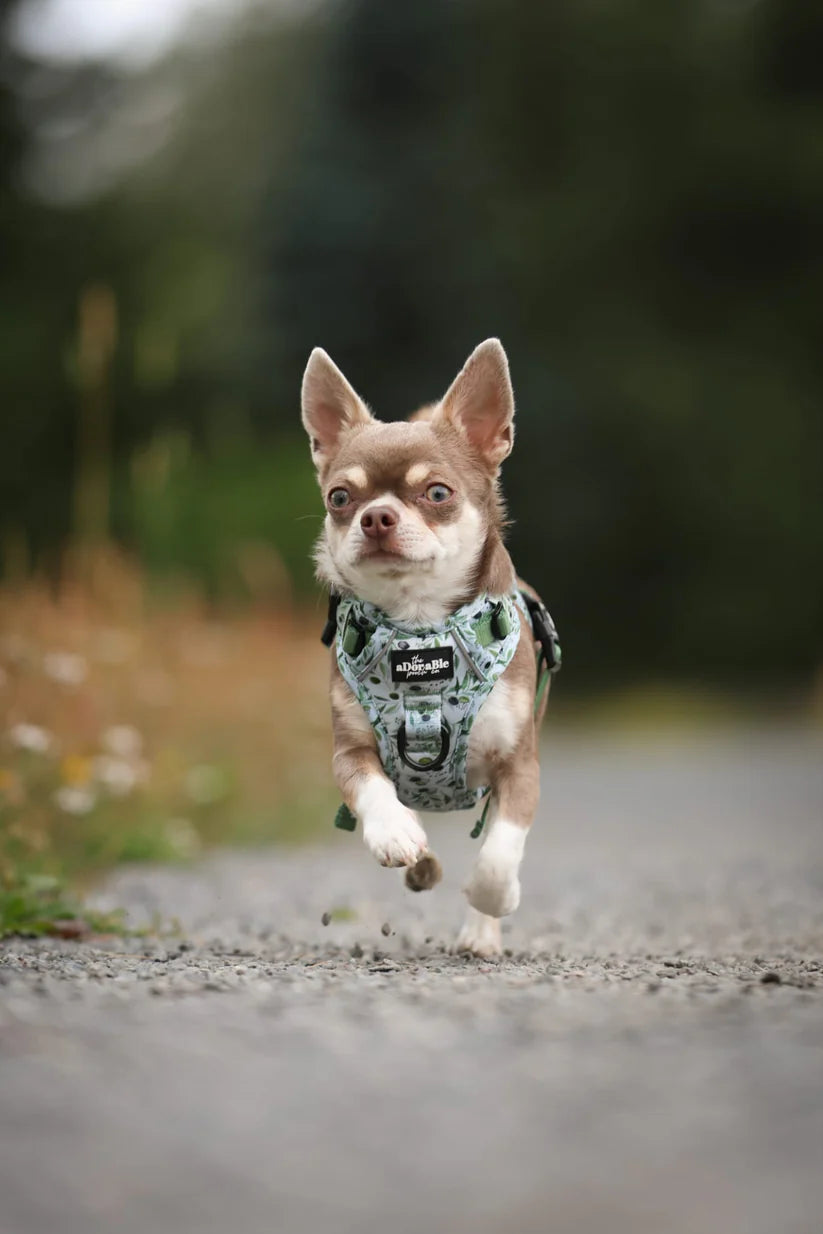 Olive Grove Dog Hike & Go Lite Harness - Toy breed harnesses