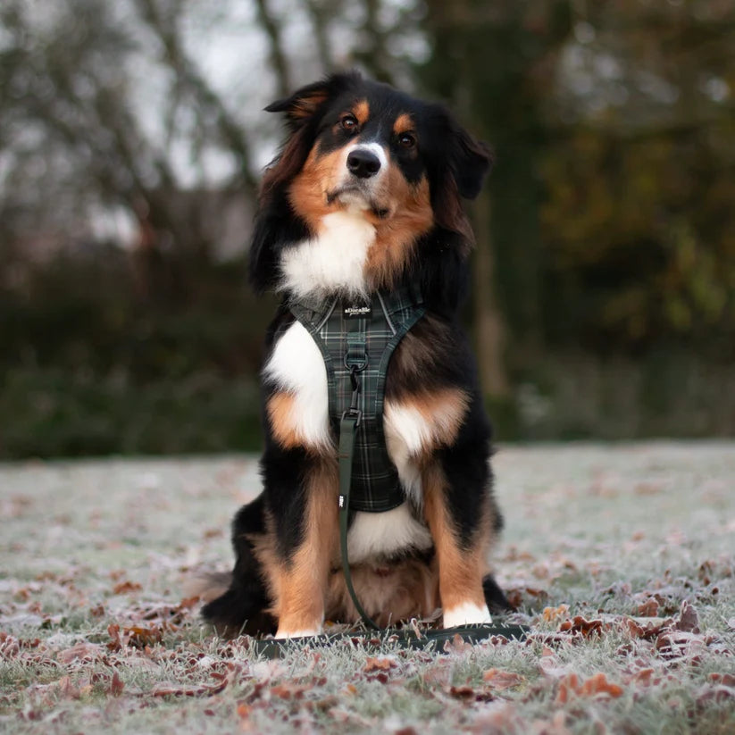 aDoraBle Pooch hike and go hunter green plaid harness example