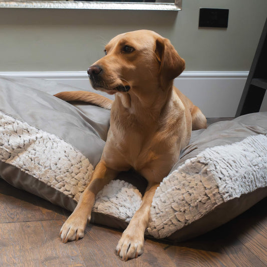 A golden retriever dog lying on a large beige and gray dog bed in a home setting with hardwood floors and a gray wall.