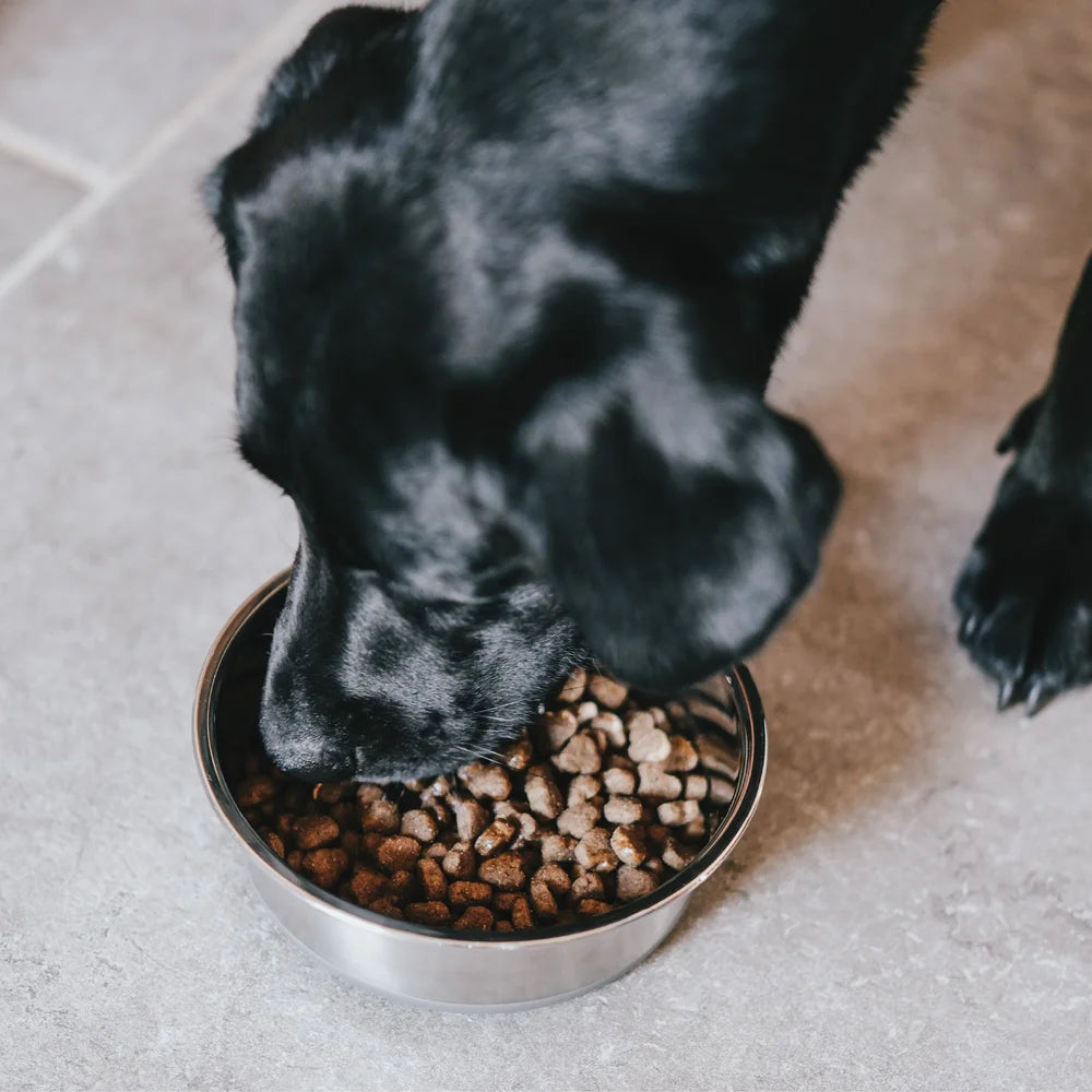 Salmon Oil for Dogs m- Anti Itch Salmon Oil