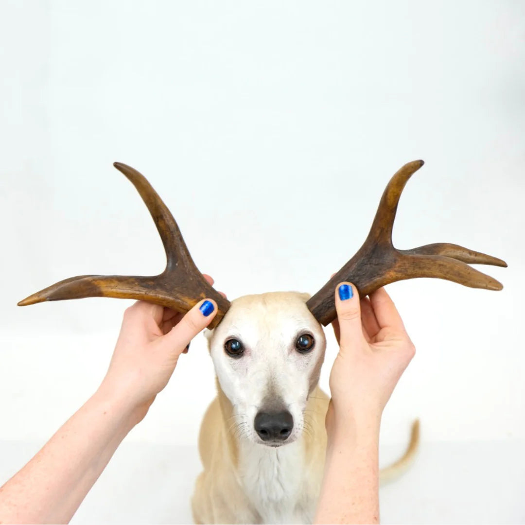 Deer antler for dogs