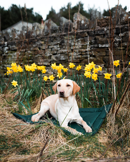 A light cream Labrador retriever lies on a dark green blanket in a grassy field of yellow daffodils, with a rustic stone wall in the background.