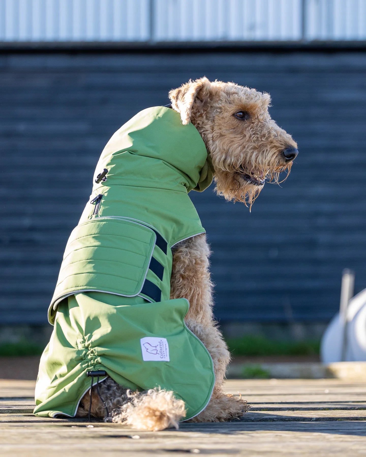 Adjustable waterproof dog coat