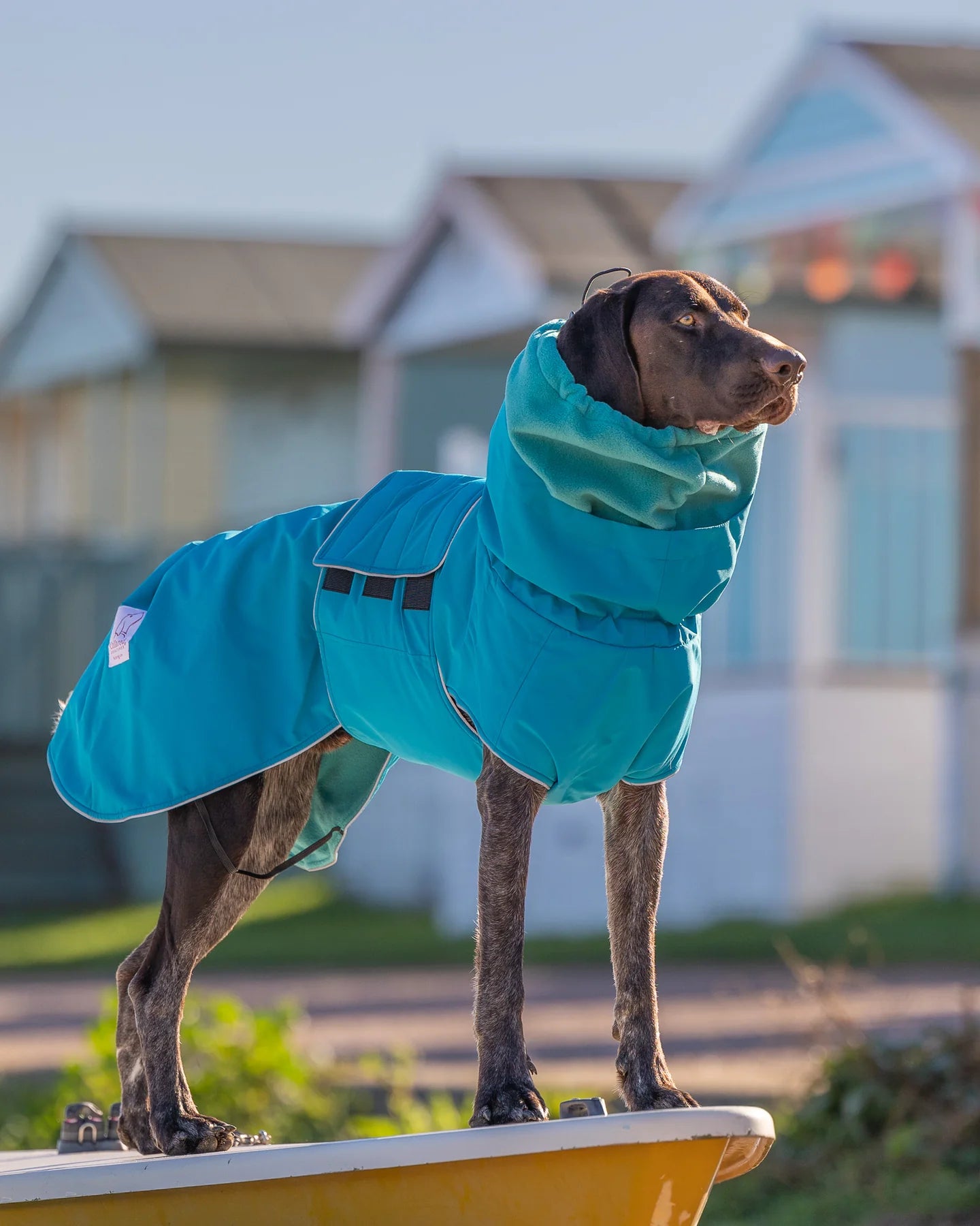 Collared Creatures teal waterproof dog coat