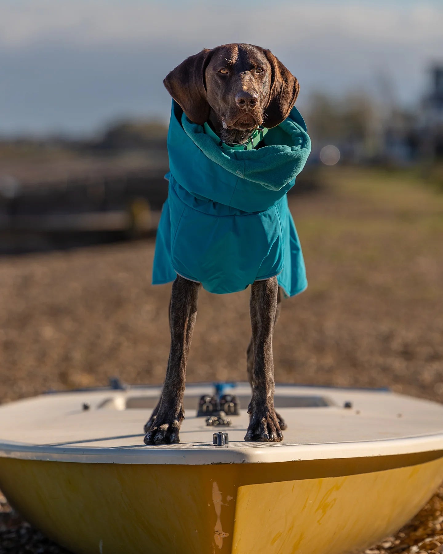 Teal waterproof dog coat