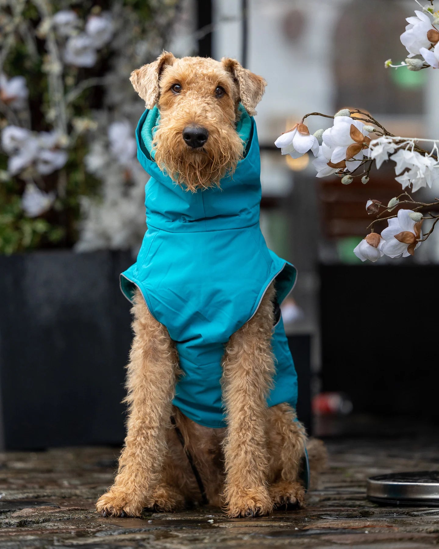 Teal Waterproof dog coat