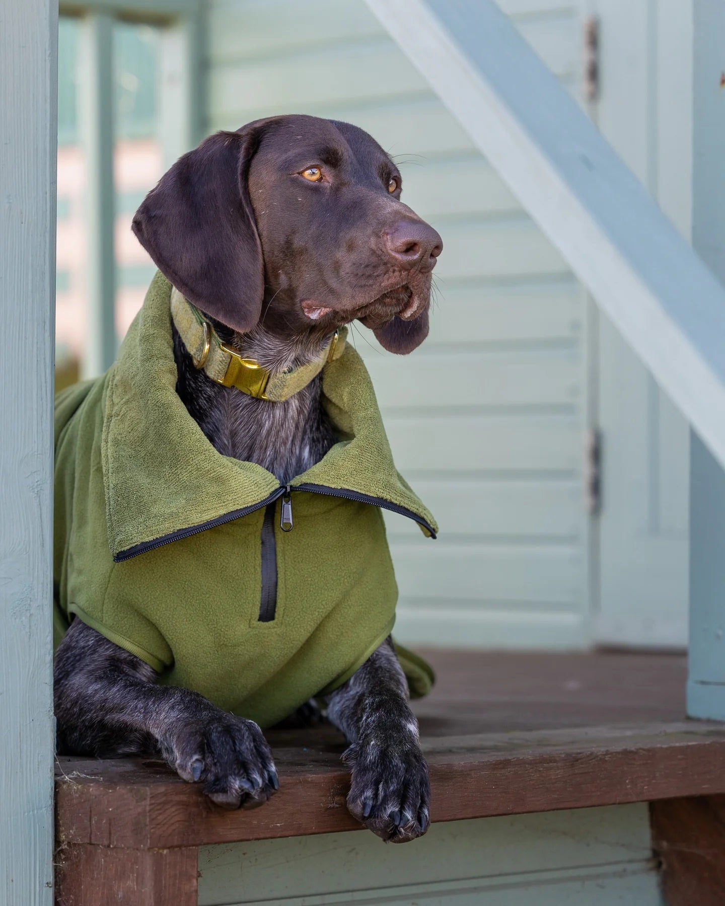 Collared Creatures Superior Dog Drying Coat