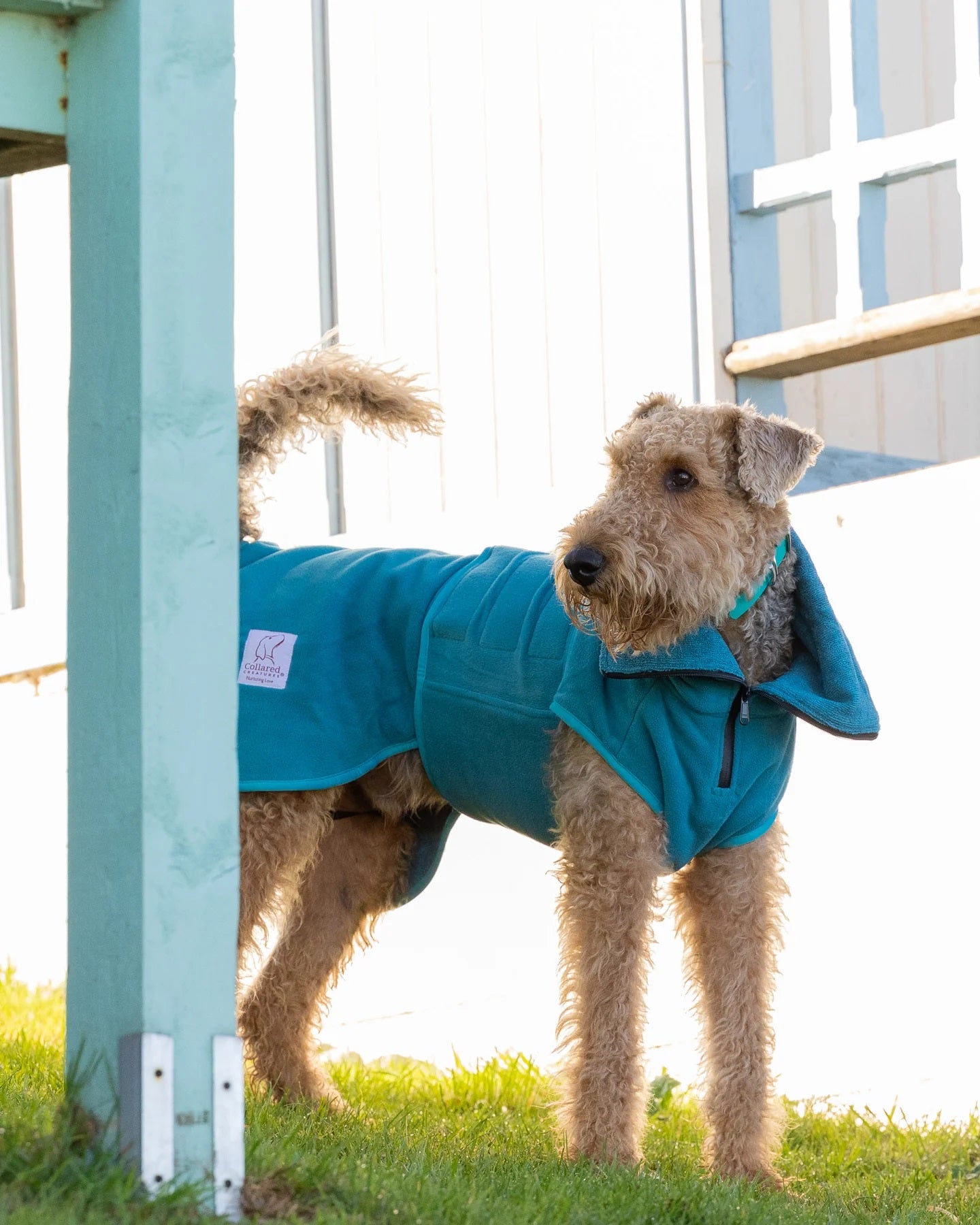 Dog Drying coat