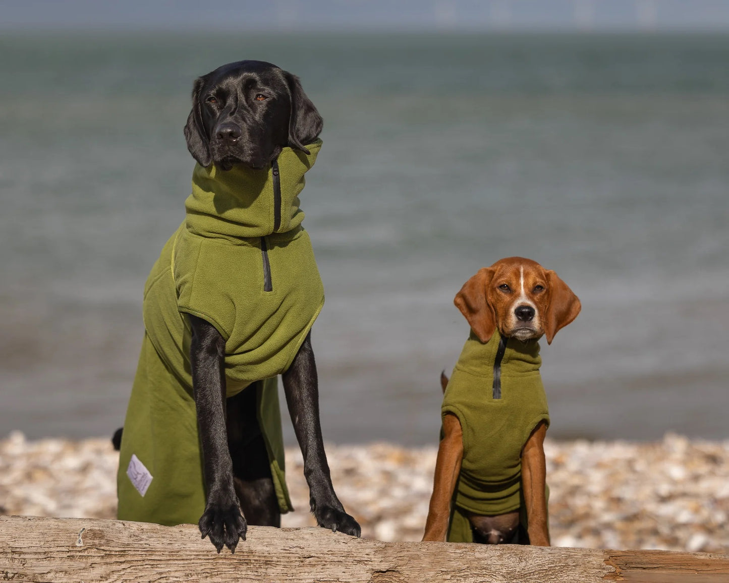 Puppy and small dog drying coat