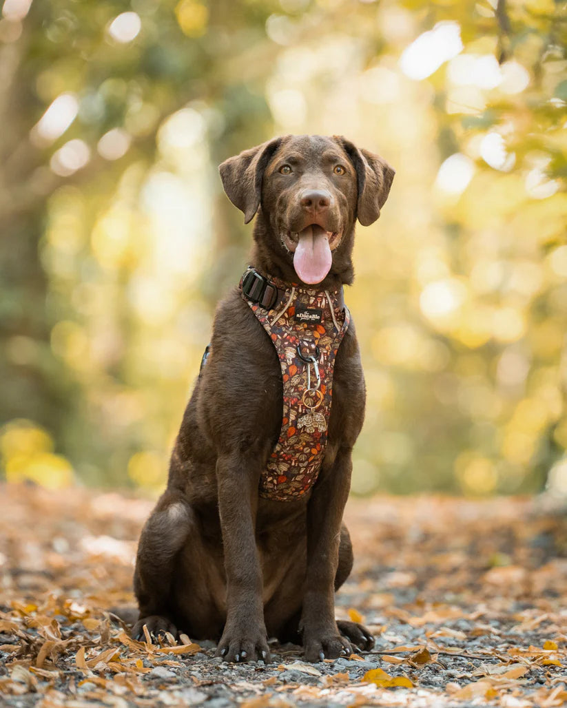 Hike & Go Foragers Forest Dog Harness on a Chocolate Labrador