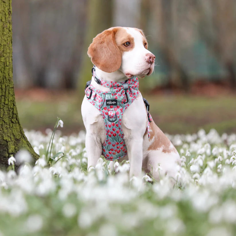 Dog wearing a floral harness sitting in a field of white flowers with trees in the background