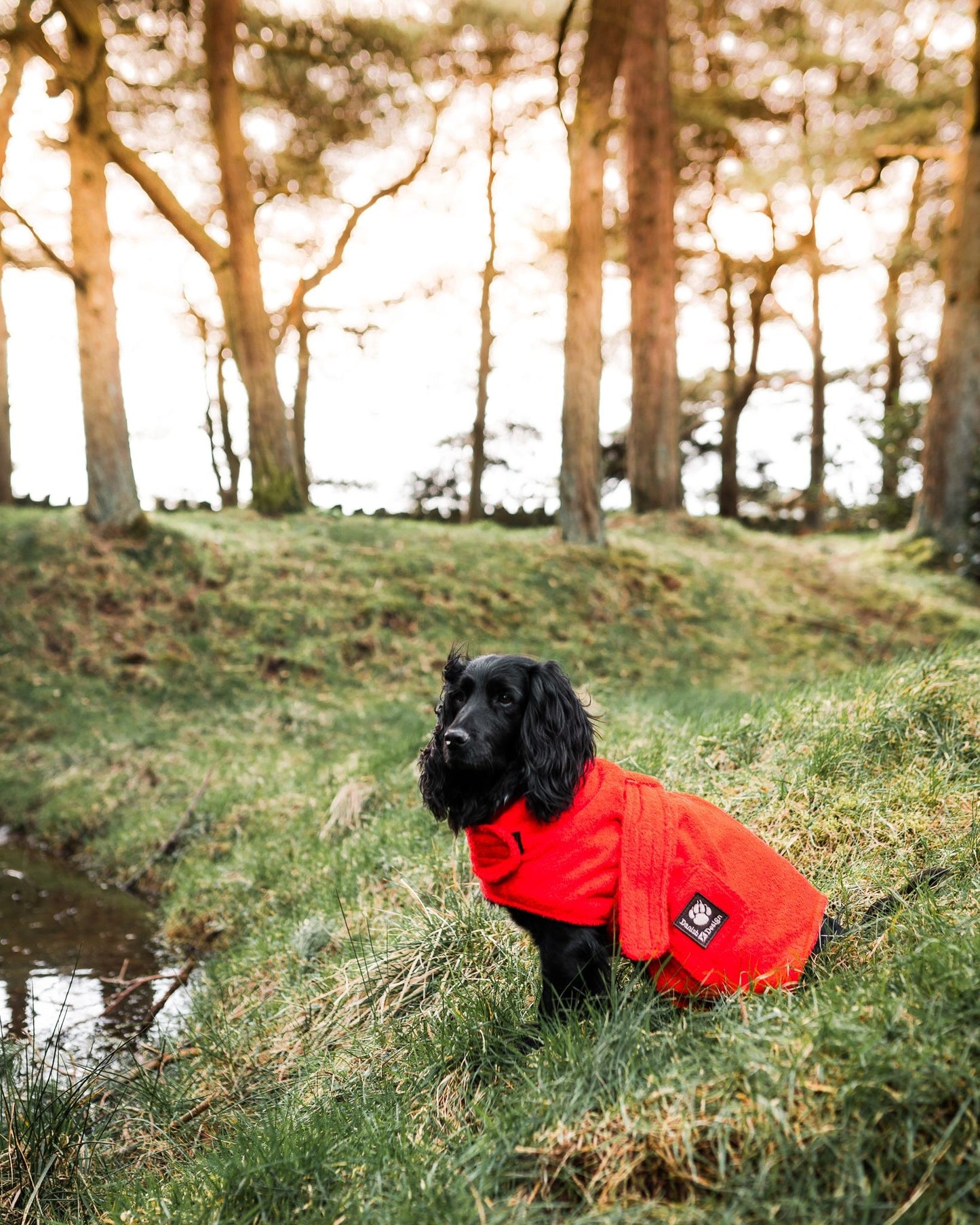 Drying dog robe 