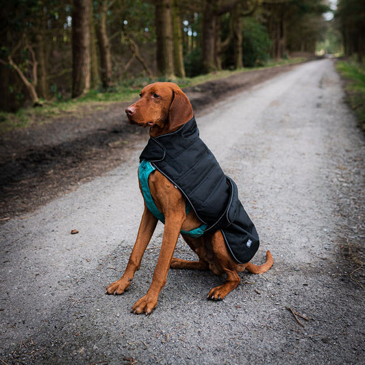 Dog harness coat for all weathers