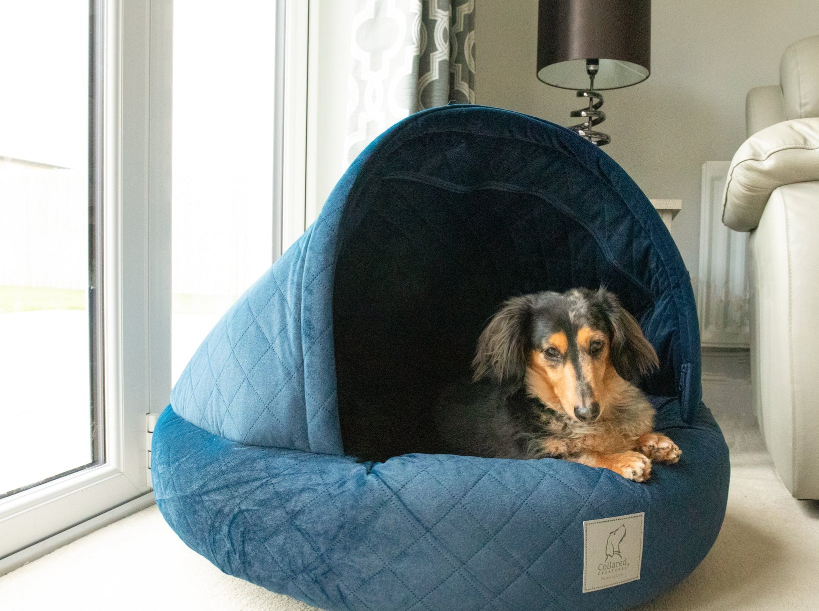 Collared creatures dog bed best sale