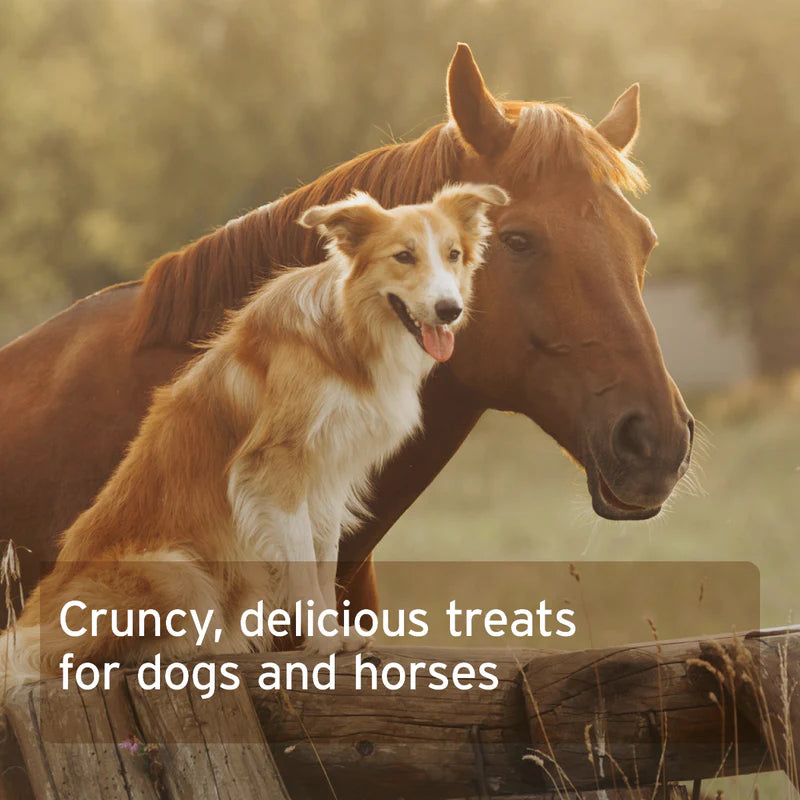 Dog and horse standing close together Organic Coconut Sticks Natural Treats