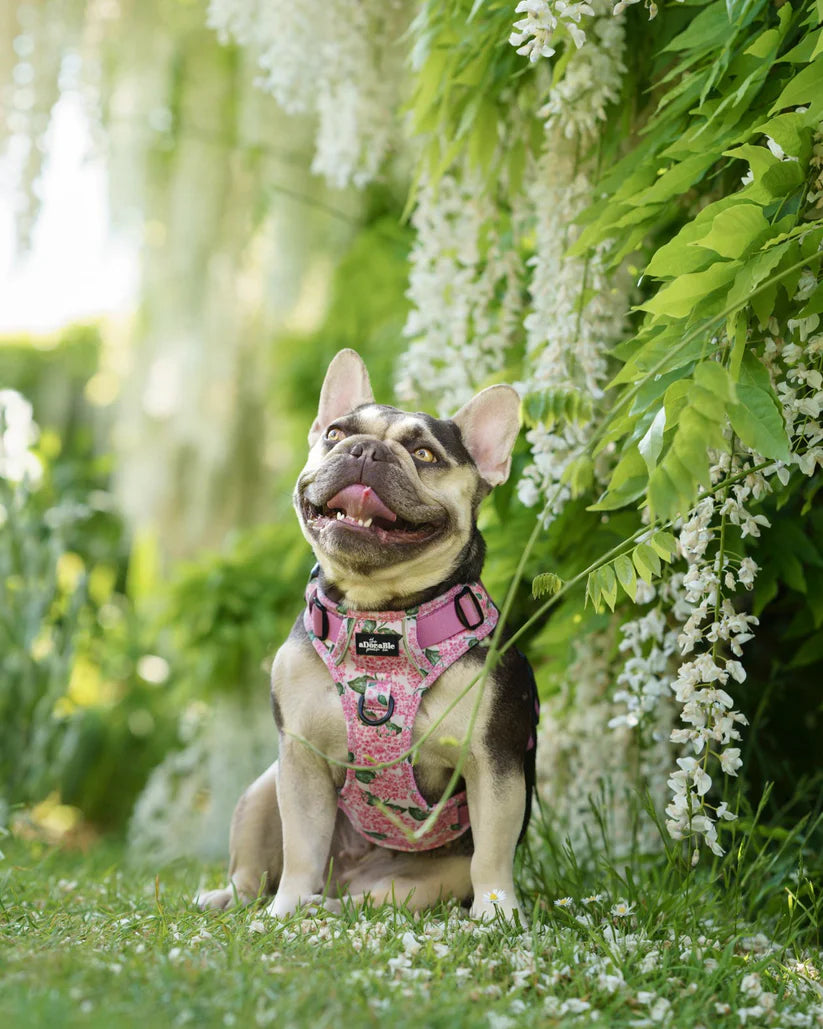 Dog wearing a pink harness sitting among white flowers and greenery