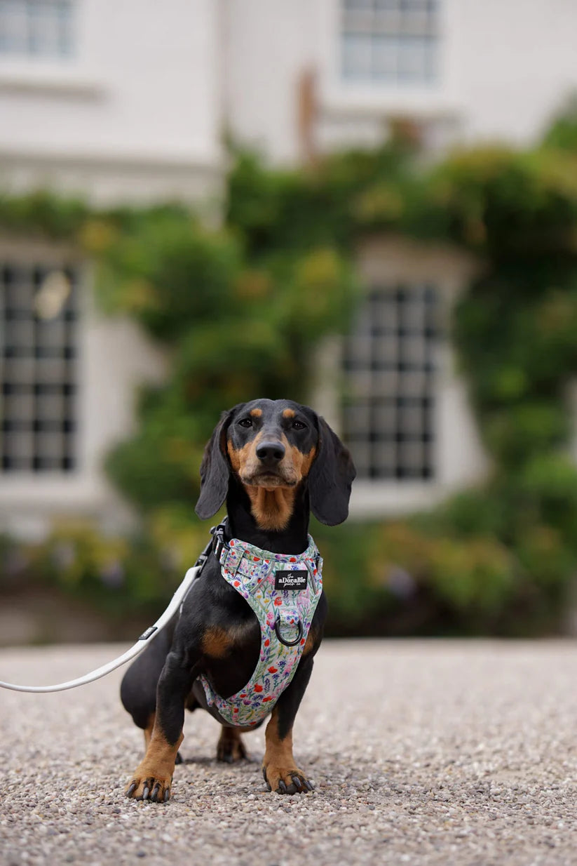 Wildflower Meadow Hike & Go Lite Dog Harness by Adorable Pooch