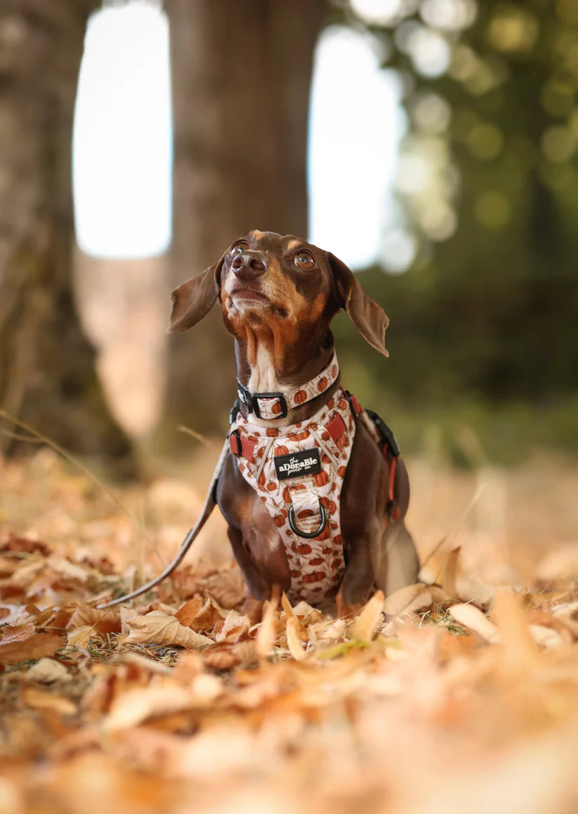 aDoraBle hike and go dog harness pumpkin farm example