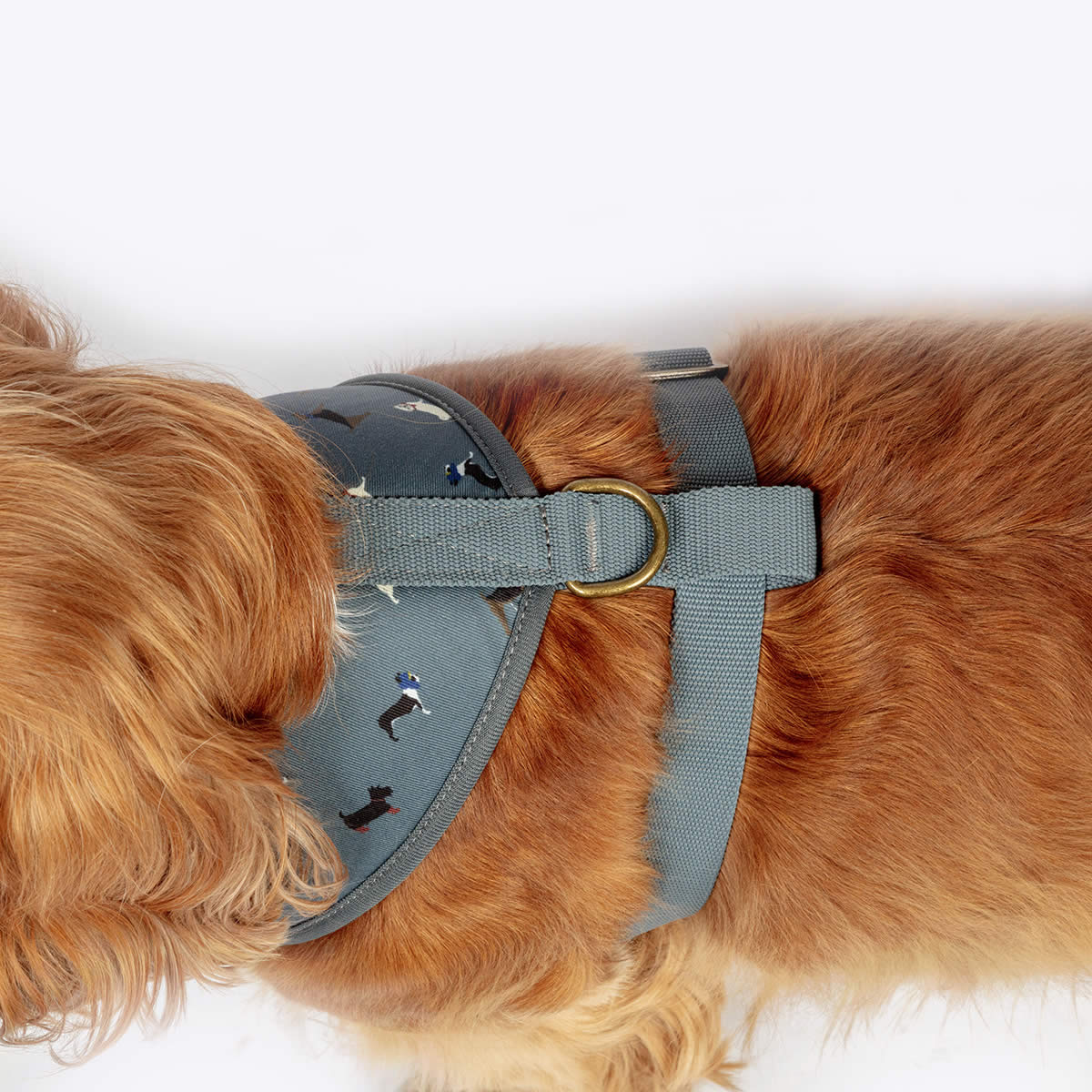 FatFace Dog Harness