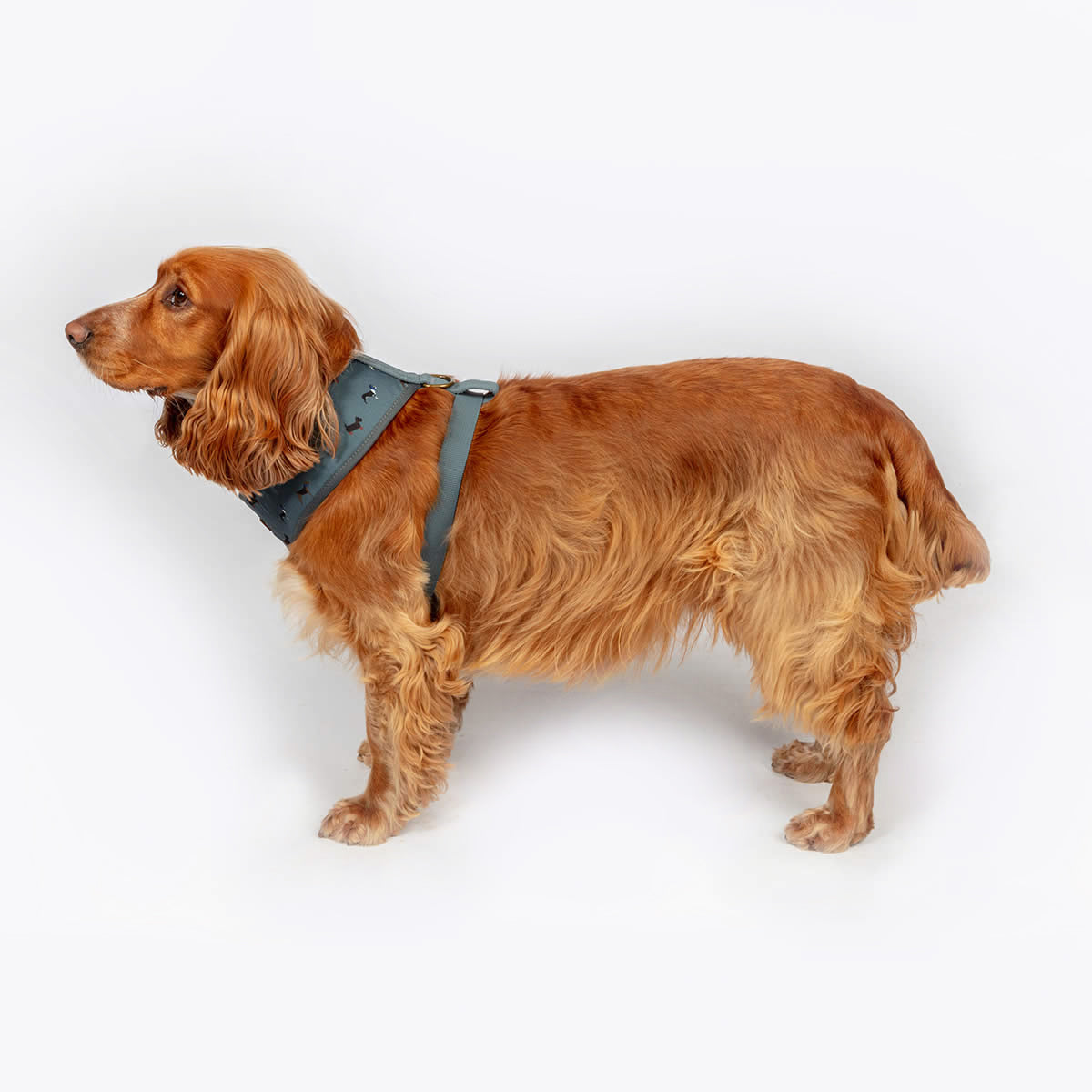 Fatface marching dog harness