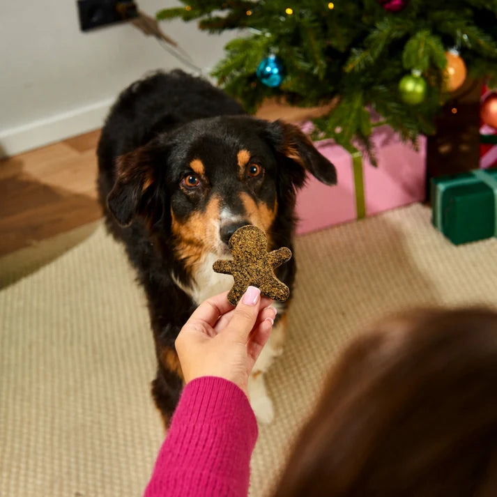 Some one giving a Collie Dogs a Festive Christmas dog treat. Made in UK