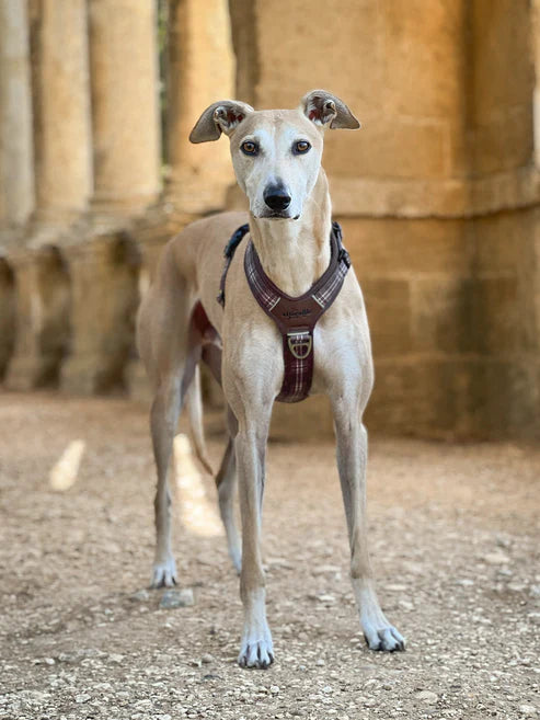 aDorable Pooch streamline pro Heritage truffle brown dog harness example