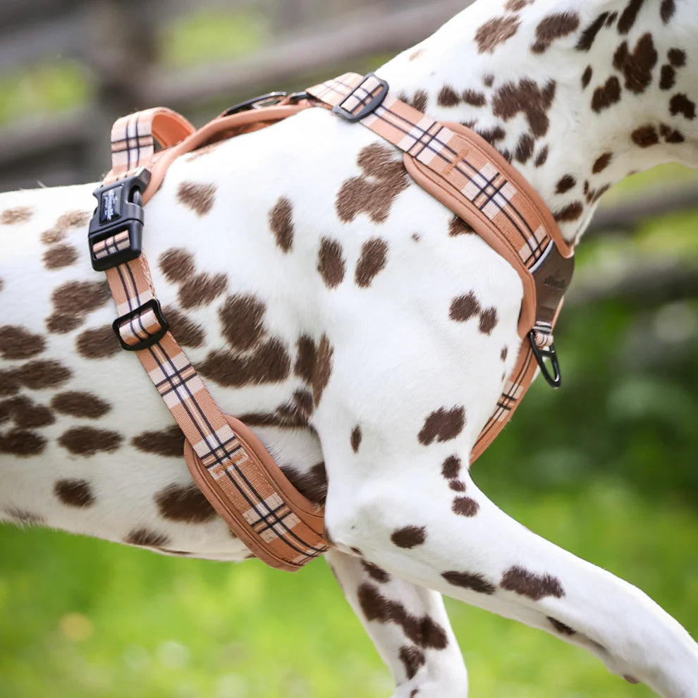 Heritage streamline pro butterscotch biscuit dog harness real