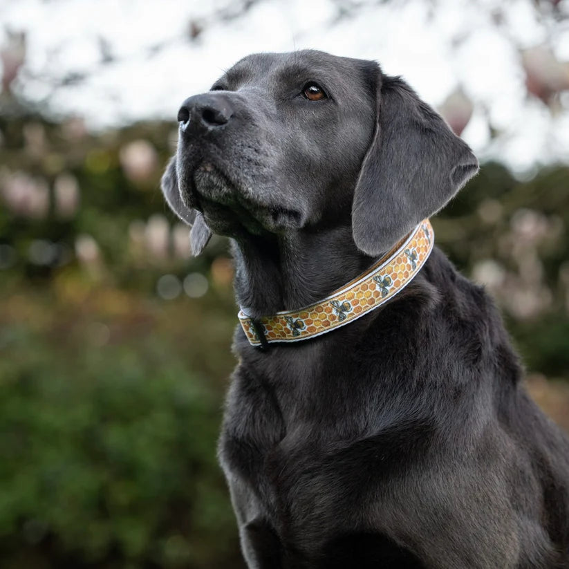 aDorablePooch honeycomb hive dog collar example