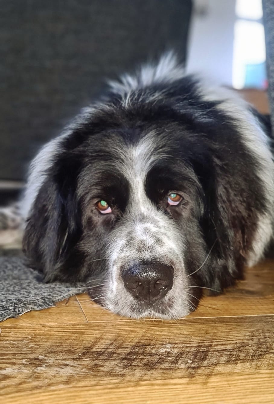 Maisey Daisey Bucovina Shepherd - Sadies Dog rescue- Giant Breed beds, Collars and coats - Donating profits back to dog rescue