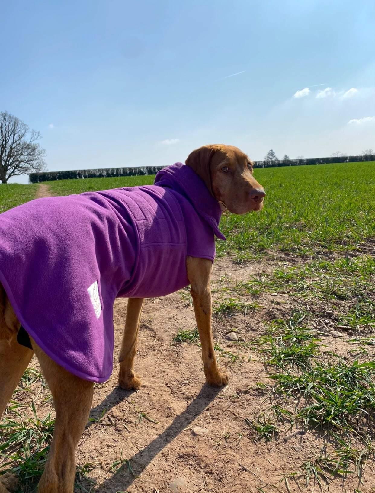 Large dog drying coat