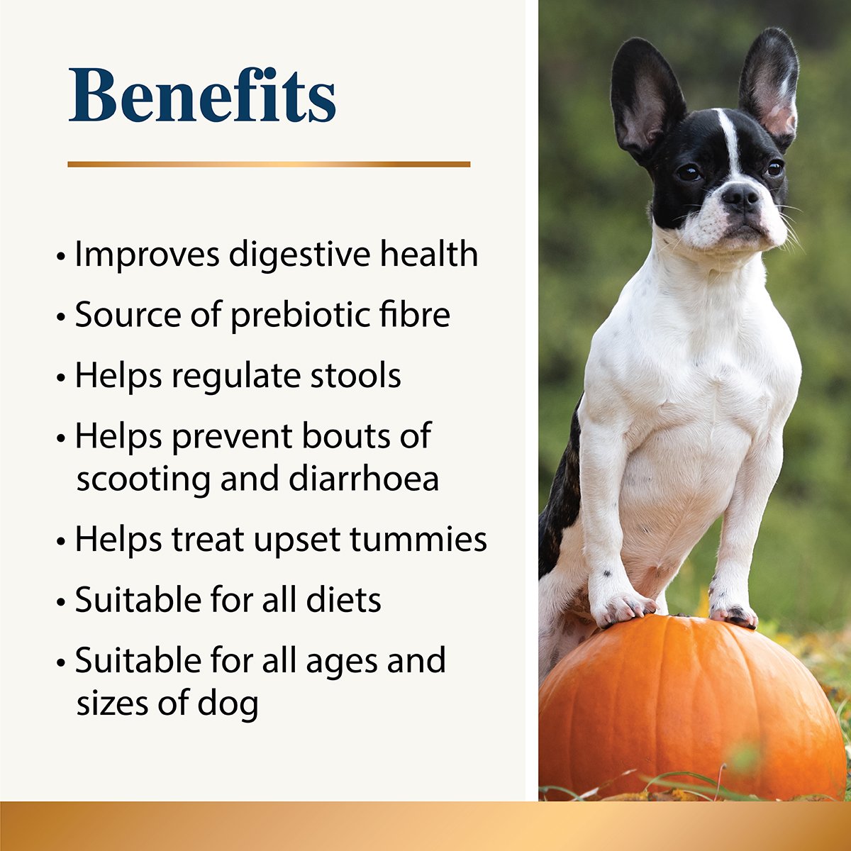 Benefits and advantages of Pumpkin Powder for dog gut health  