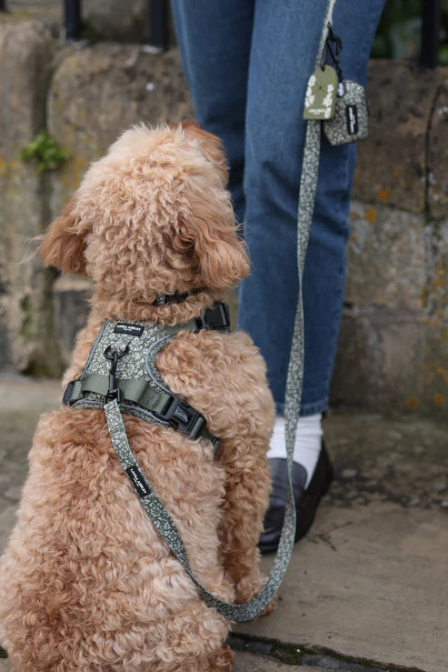 Laura Ashley sweet alyssum dog harness with lead