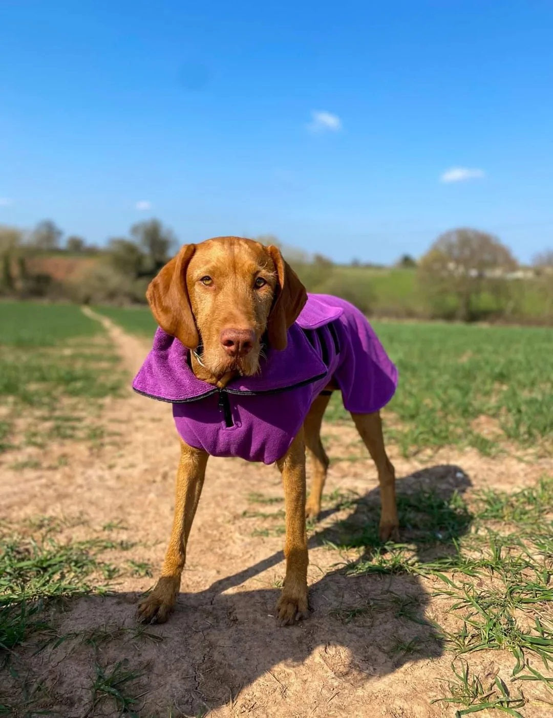 Working dog drying coat