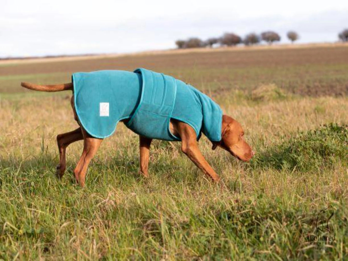 Giant breed drying coat