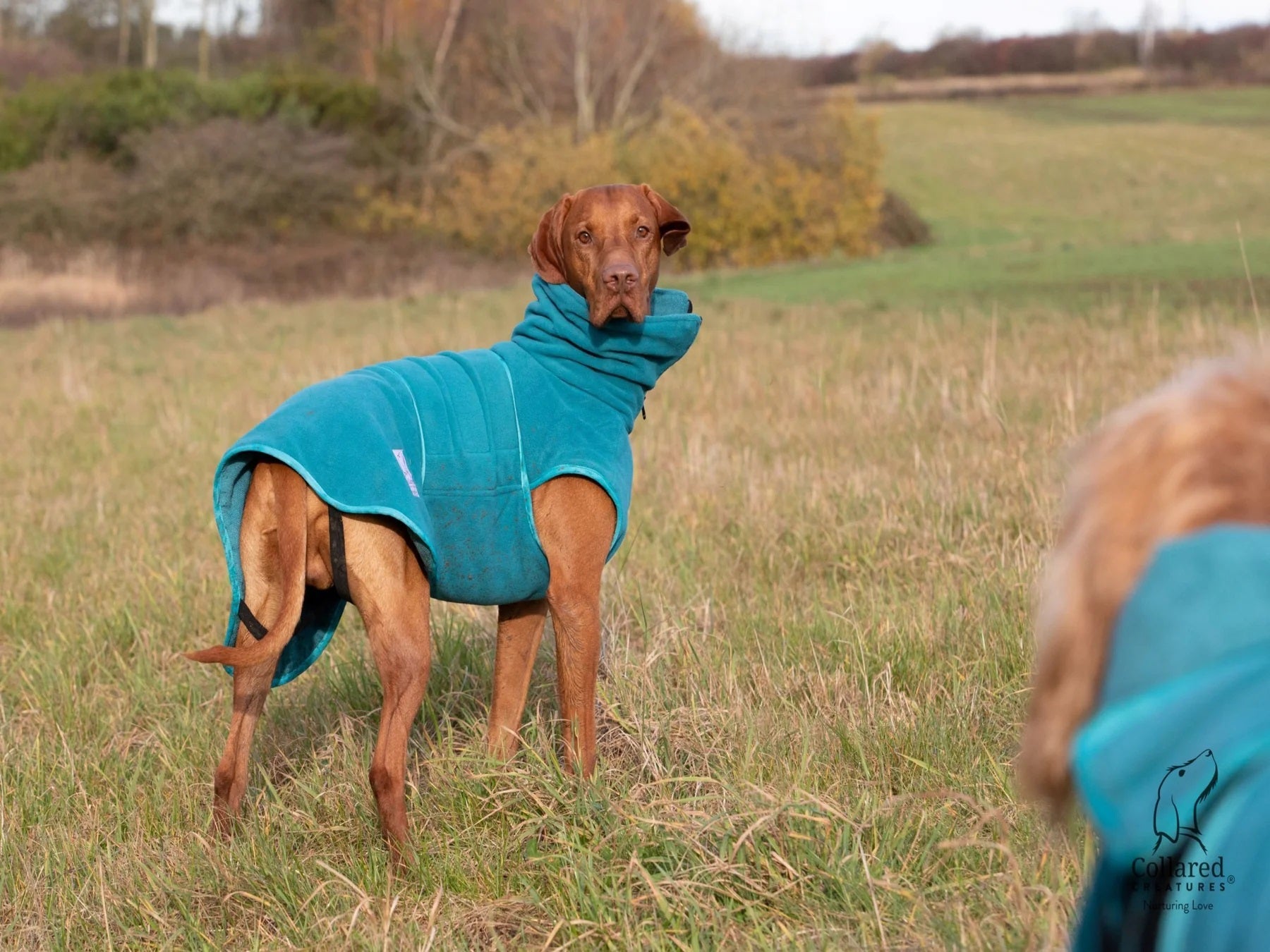 Gun dog drying coats