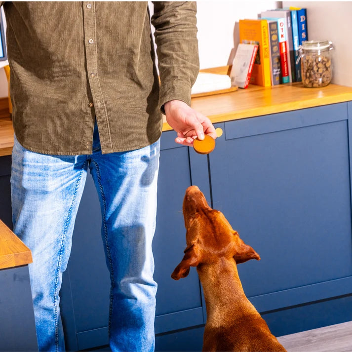 A person in a brown shirt and blue jeans holds a small round orange treat above a brown dog standing in a kitchen with blue cabinets. Dog enjoying gourmet pate snack