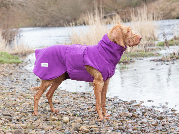 Purple dog drying coat