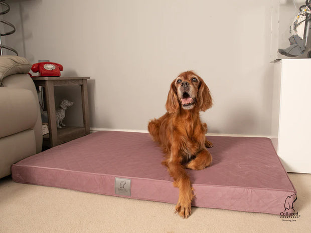 Collared Creatures Ultimate Luxury Dog Mattress Dusky Pink