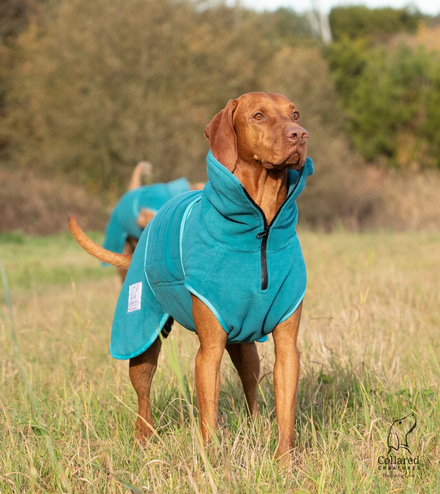 Collared Creatures Superior Dog drying coat Teal