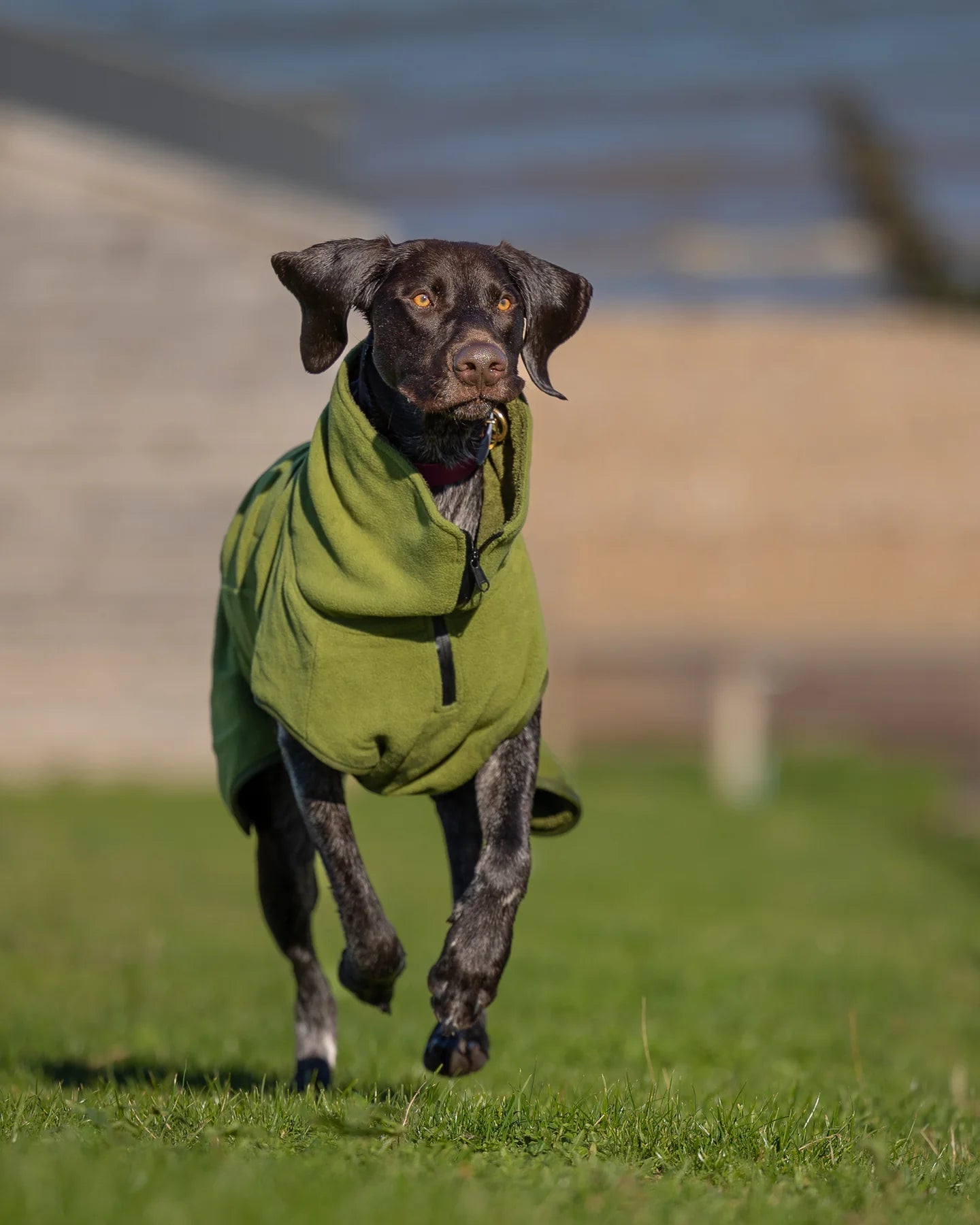 Collared Creatures Superior drying coat