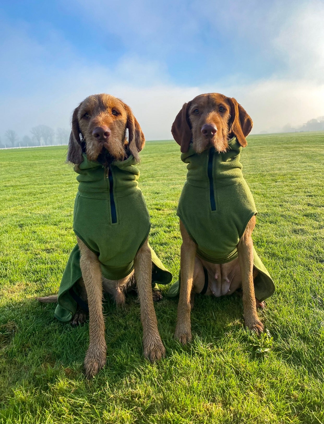 Collared Creatures Superior Dog drying coat