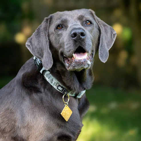 aDoraBle Pooch countryside hills dog collar example