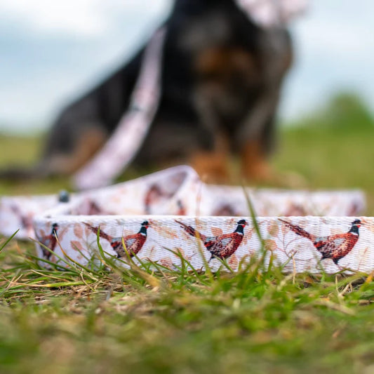 aDoraBle Pooch farmland pheasant dog lead close up