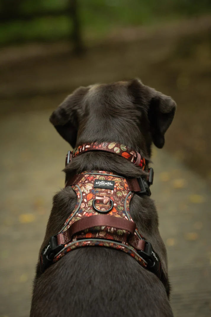 aDoraBle pooch foragers forest dog collar example