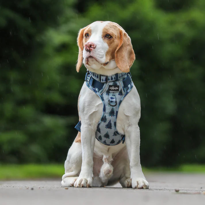aDoraBle pooch fresh pines dog collar example