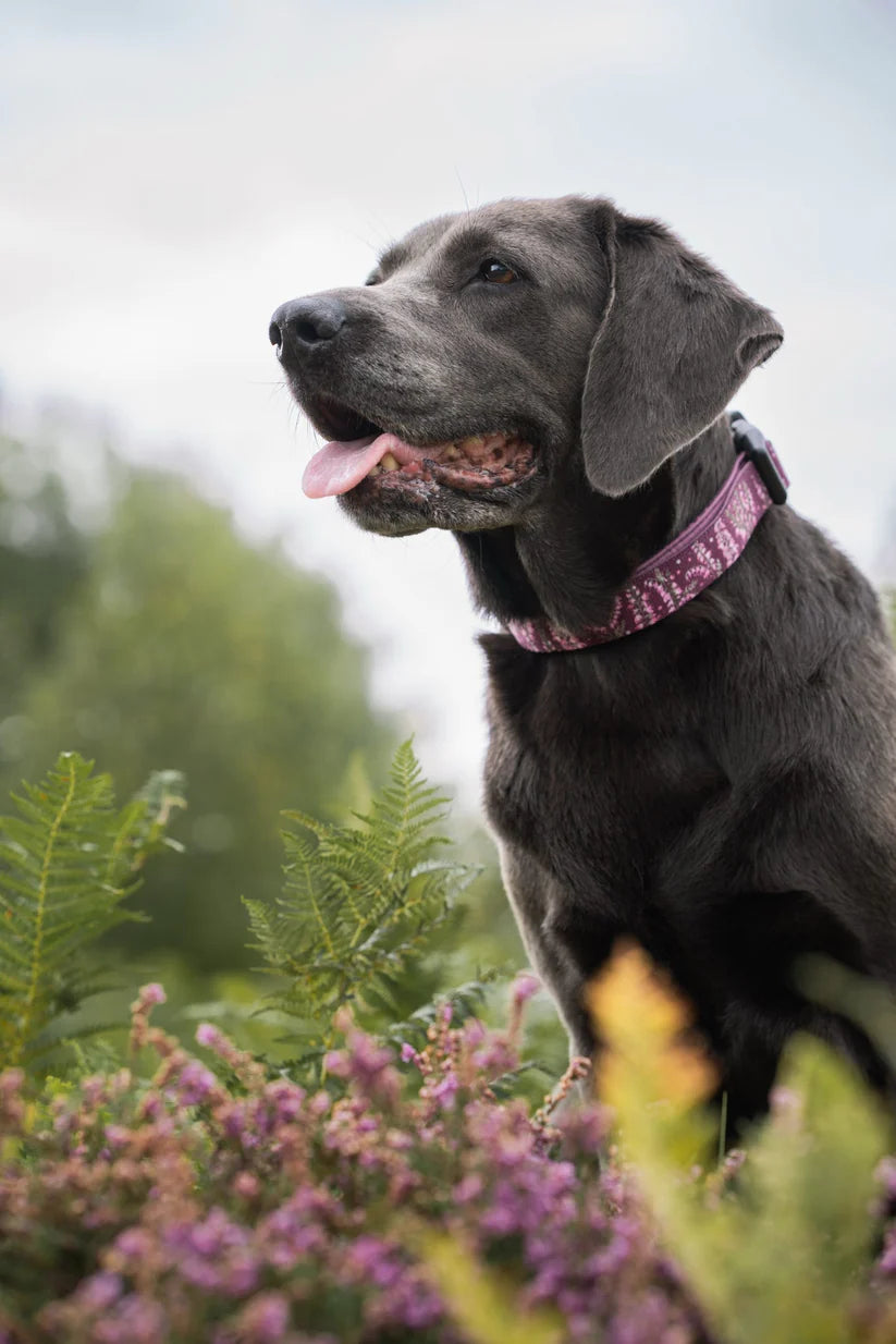 aDoraBle Pooch highland heather dog collar example