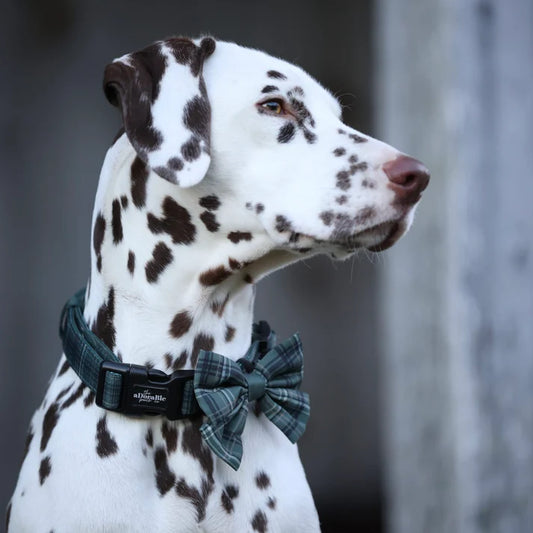 aDoraBle pooch hunter green plaid dog collar example