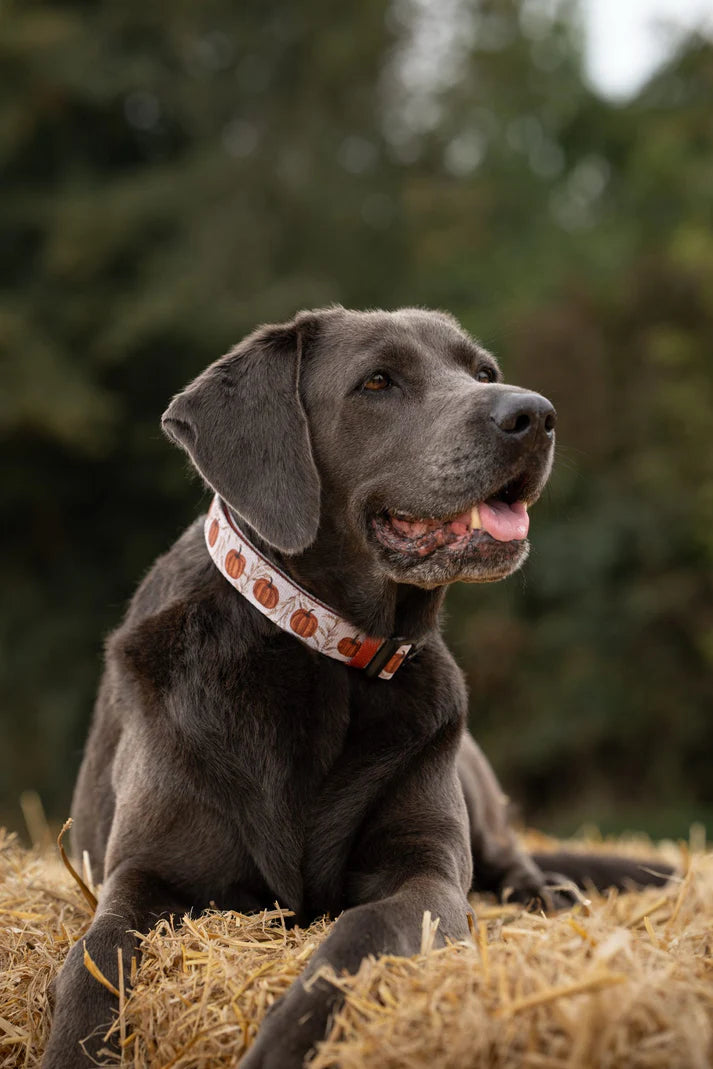 aDoraBle Pooch pumpkin farm dog collar example
