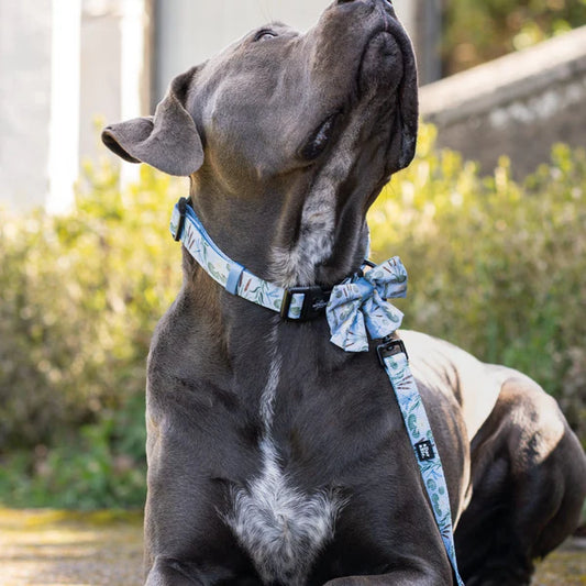 aDoraBle Pooch dog collar willow waters example