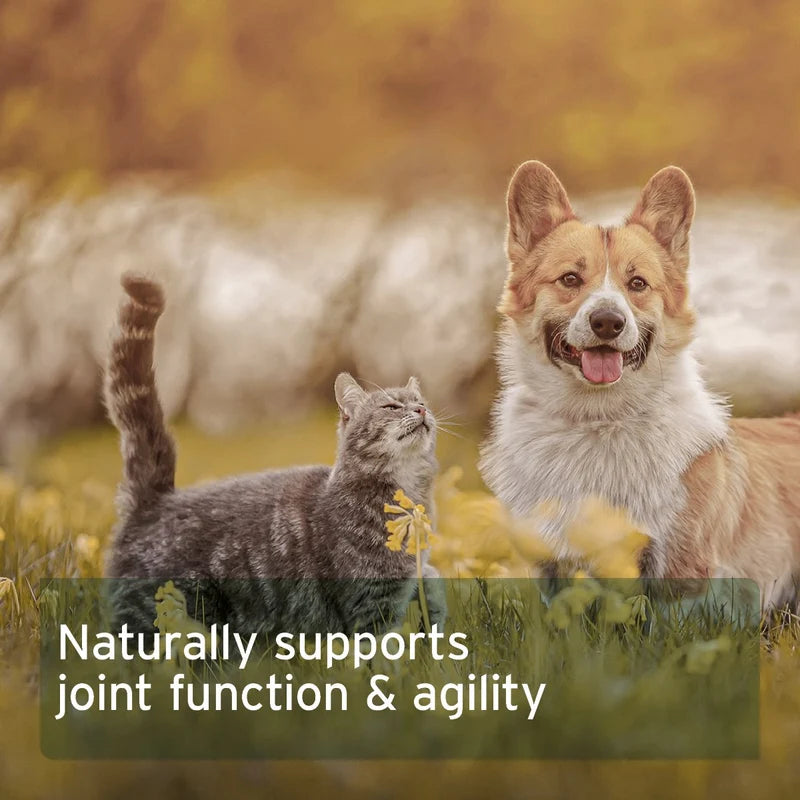 A smiling Corgi and a gray tabby cat standing in a grassy field with a text overlay that reads 'Naturally supports joint function & agility'.